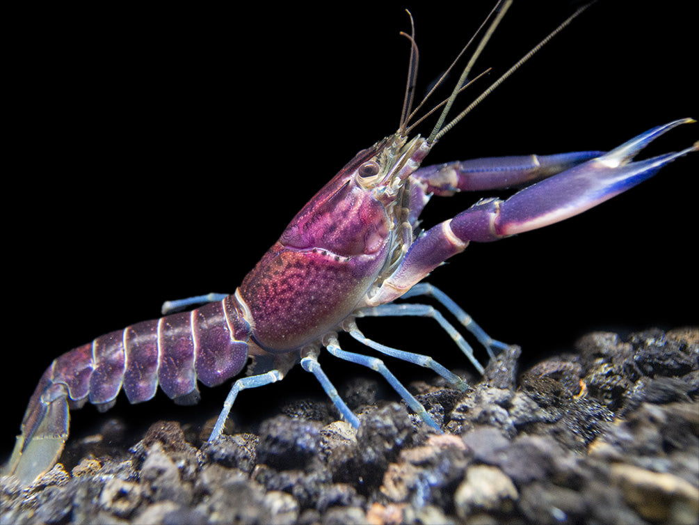 Imperial Purple Crayfish (Cherax alyciae)