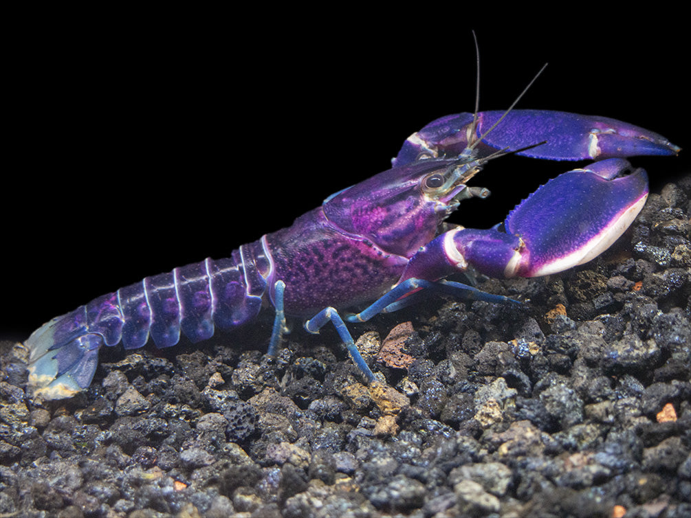 Imperial Purple Crayfish (Cherax alyciae)