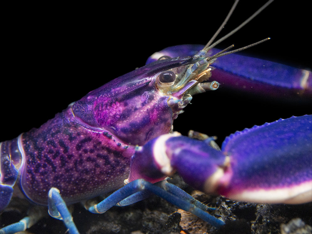 Imperial Purple Crayfish (Cherax alyciae)