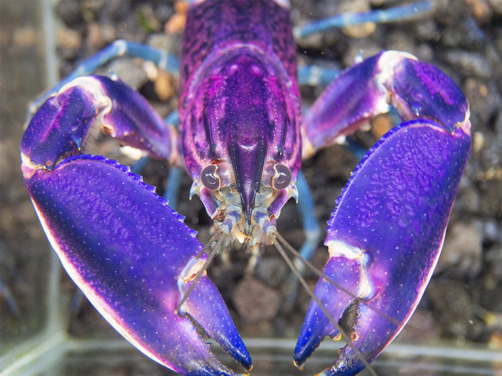 Imperial Purple Crayfish (Cherax alyciae)