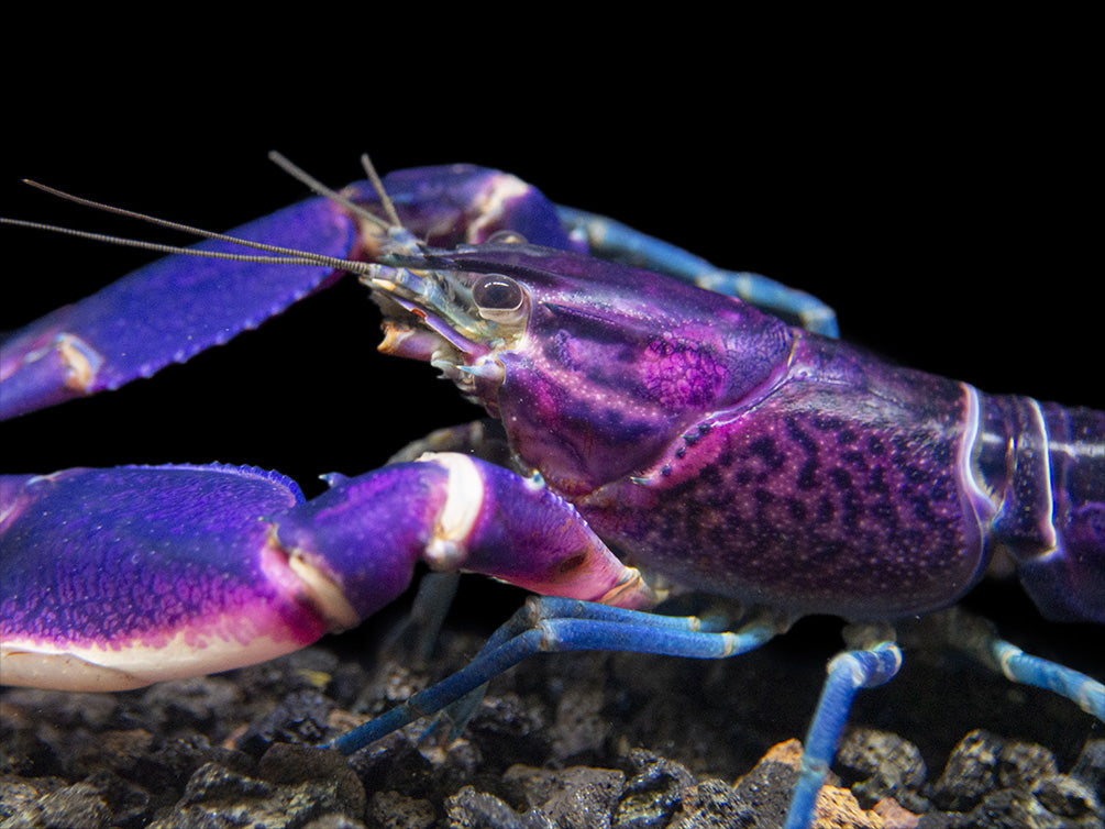 Imperial Purple Crayfish (Cherax alyciae)