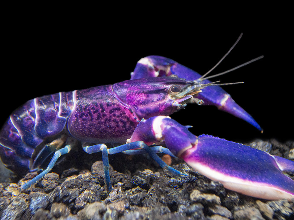 Imperial Purple Crayfish (Cherax alyciae)