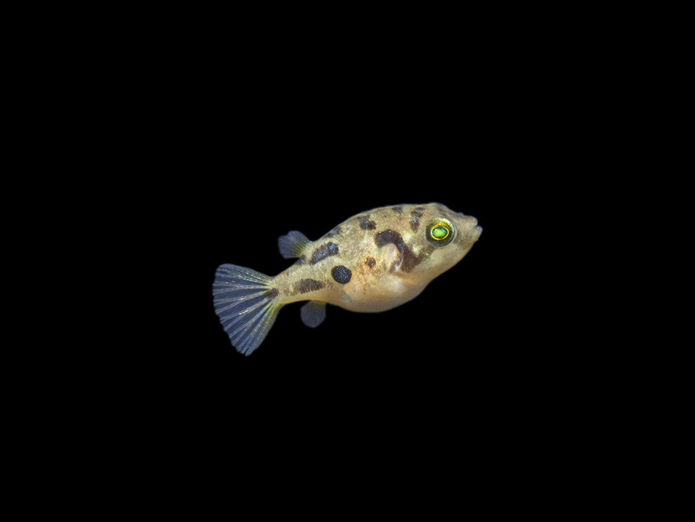 Indian Dwarf Pea Puffer (Carinotetraodon travancoricus), Tank-Bred