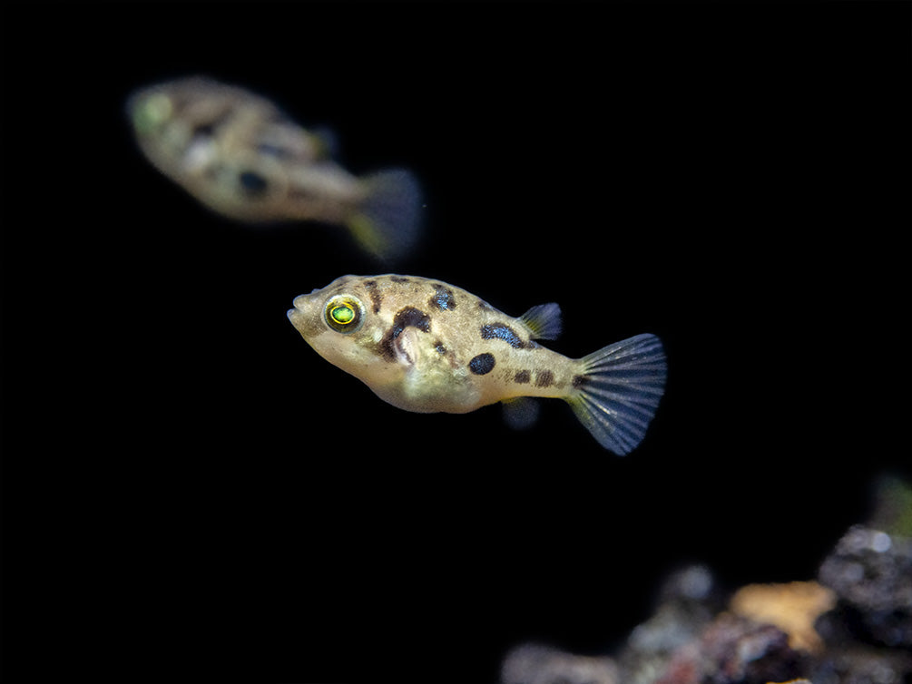 Indian Dwarf Pea Puffer (Carinotetraodon travancoricus), Tank-Bred