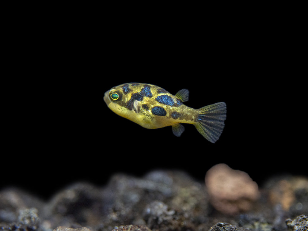 Indian Dwarf Pea Puffer (Carinotetraodon travancoricus), Tank-Bred