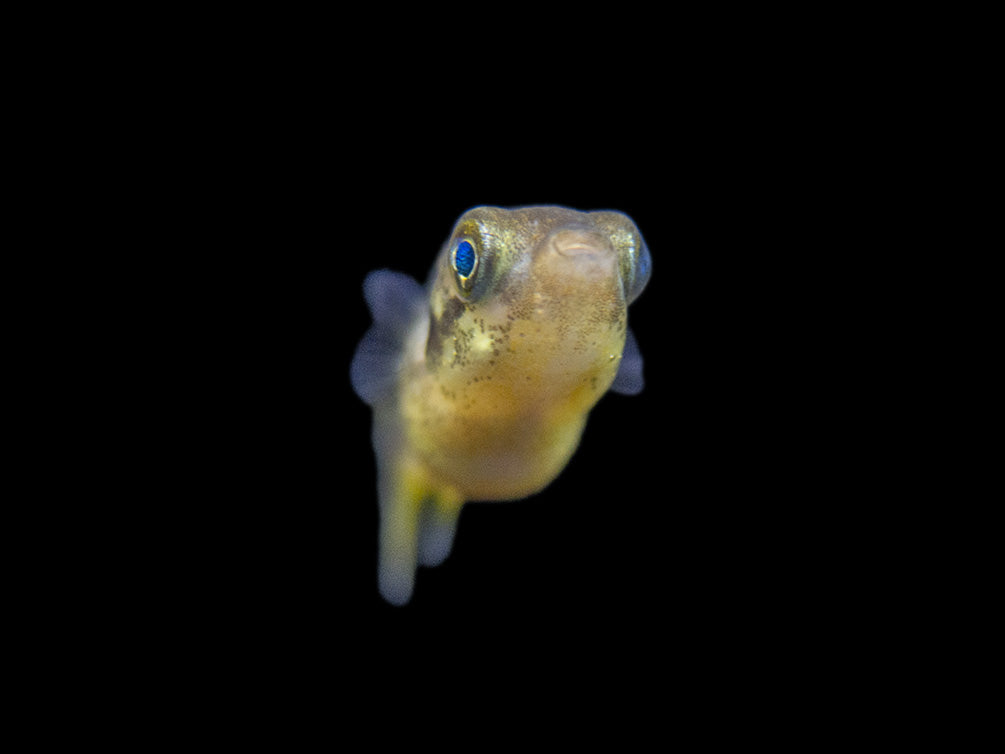 Indian Dwarf Pea Puffer (Carinotetraodon travancoricus), Tank-Bred