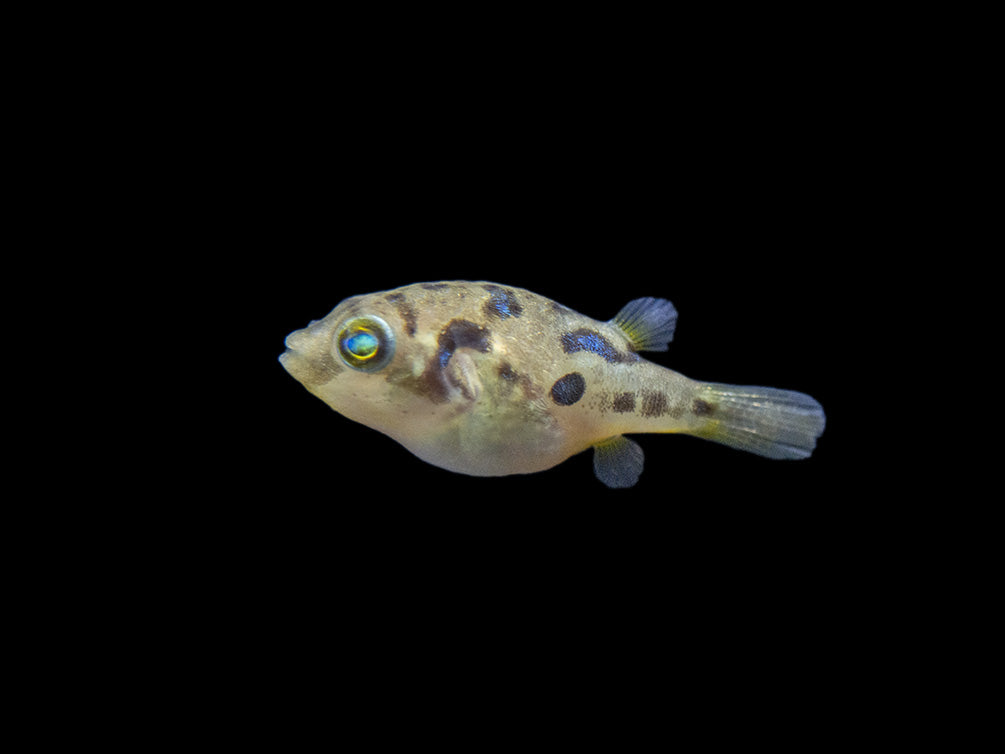 Indian Dwarf Pea Puffer (Carinotetraodon travancoricus), Tank-Bred