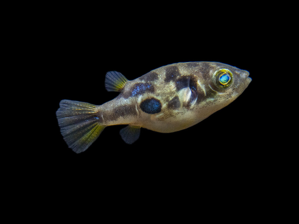 Indian Dwarf Pea Puffer (Carinotetraodon travancoricus), Tank-Bred