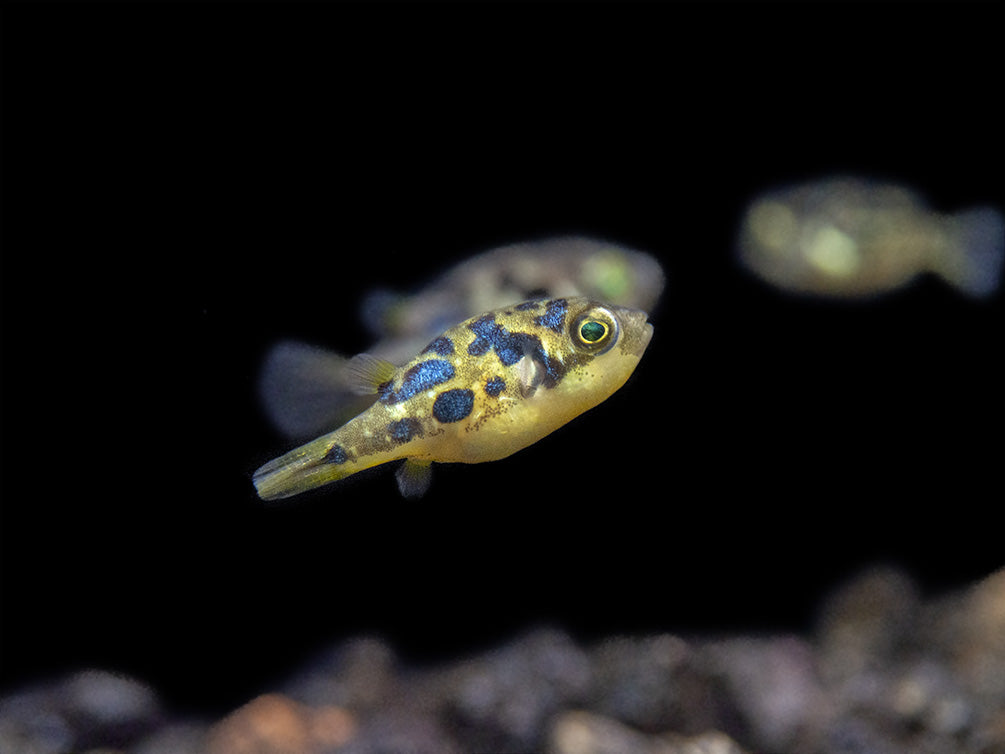 Indian Dwarf Pea Puffer (Carinotetraodon travancoricus), Tank-Bred