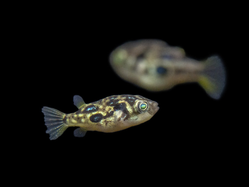 Indian Dwarf Pea Puffer (Carinotetraodon travancoricus), Tank-Bred