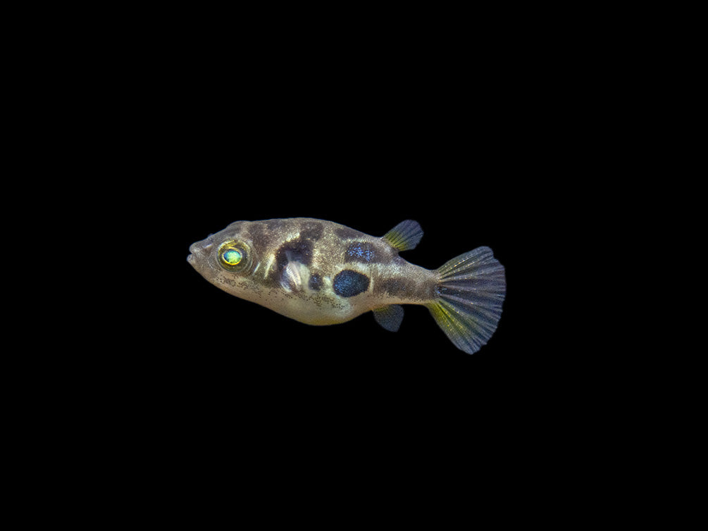 Indian Dwarf Pea Puffer (Carinotetraodon travancoricus), Tank-Bred