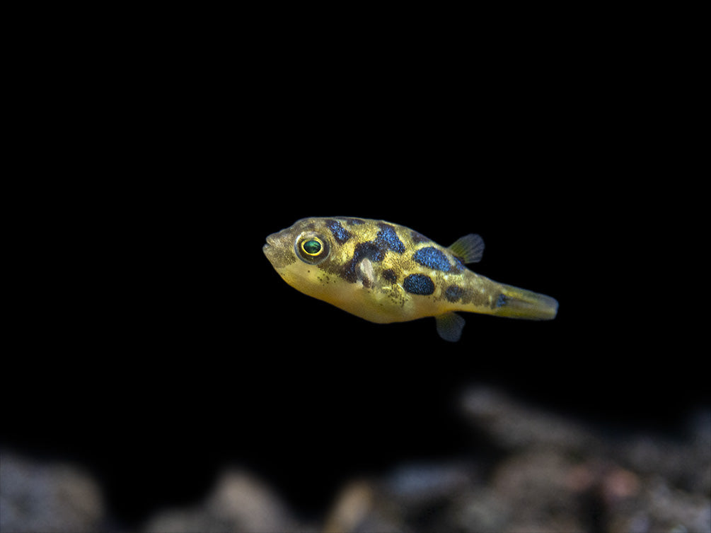 Indian Dwarf Pea Puffer (Carinotetraodon travancoricus), Tank-Bred