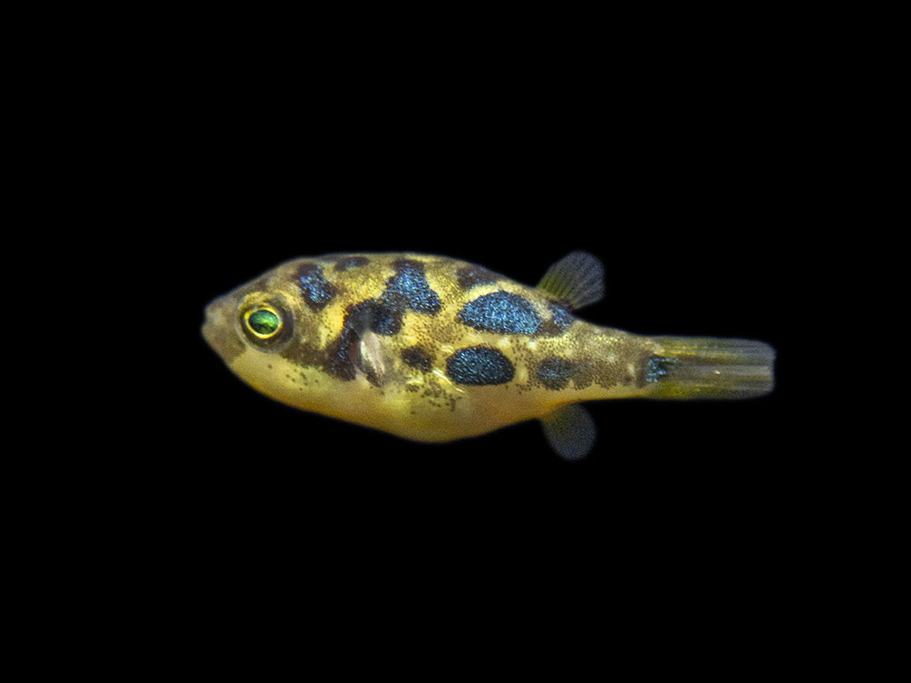 Indian Dwarf Pea Puffer (Carinotetraodon travancoricus), Tank-Bred