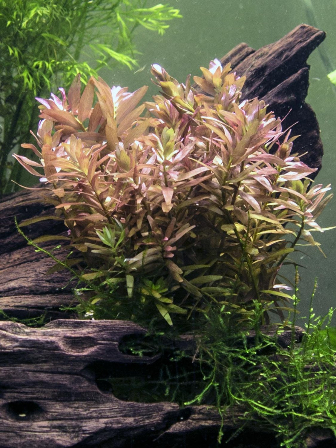 Rotala Indica
