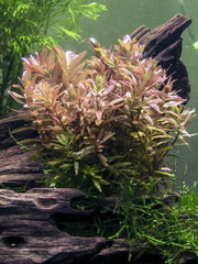 Rotala indica, Bunched