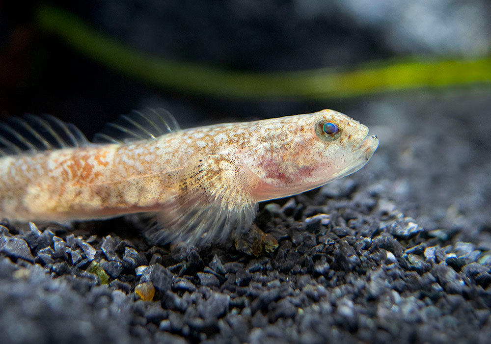 Indonesian Dragon Micro Goby (Schismatogobius risdawatiae)