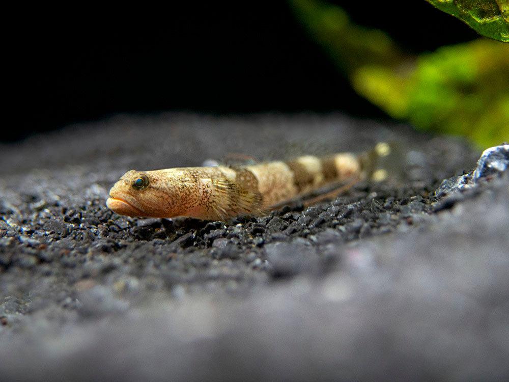 Indonesian Dragon Micro Goby (Schismatogobius risdawatiae)