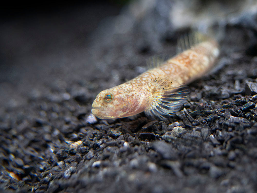 Indonesian Dragon Micro Goby (Schismatogobius risdawatiae)