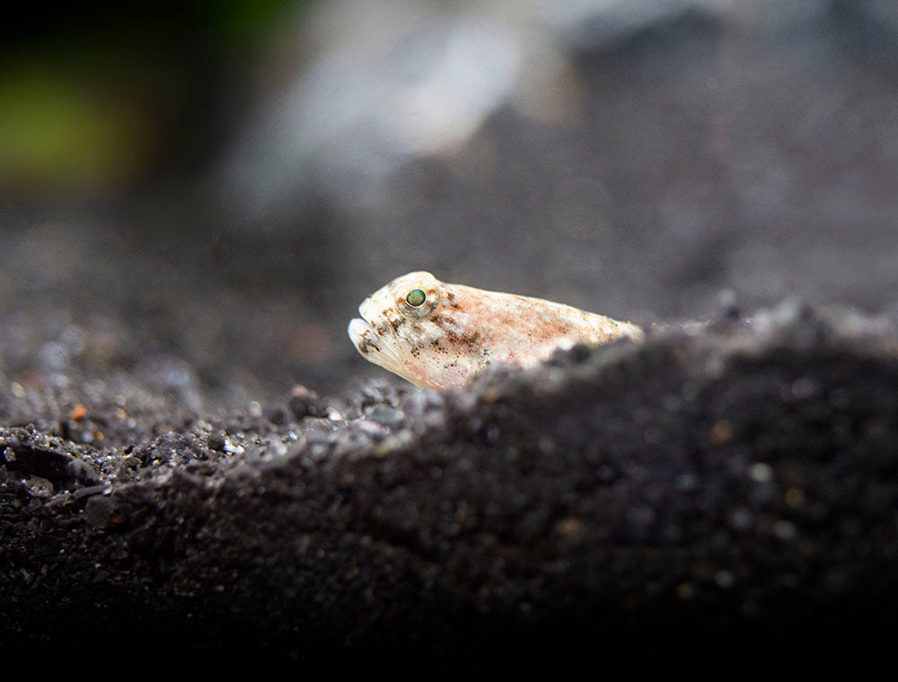 Indonesian Dragon Micro Goby (Schismatogobius risdawatiae)