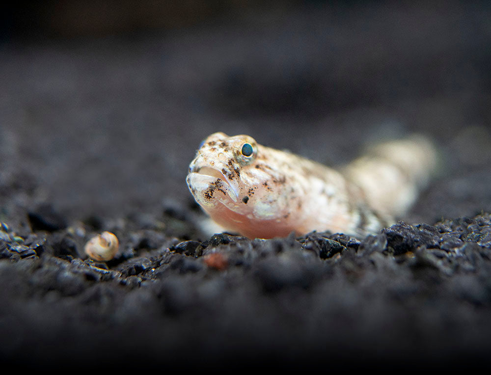 Indonesian Dragon Micro Goby (Schismatogobius risdawatiae)