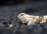 Indonesian Dragon Micro Goby (Schismatogobius risdawatiae)