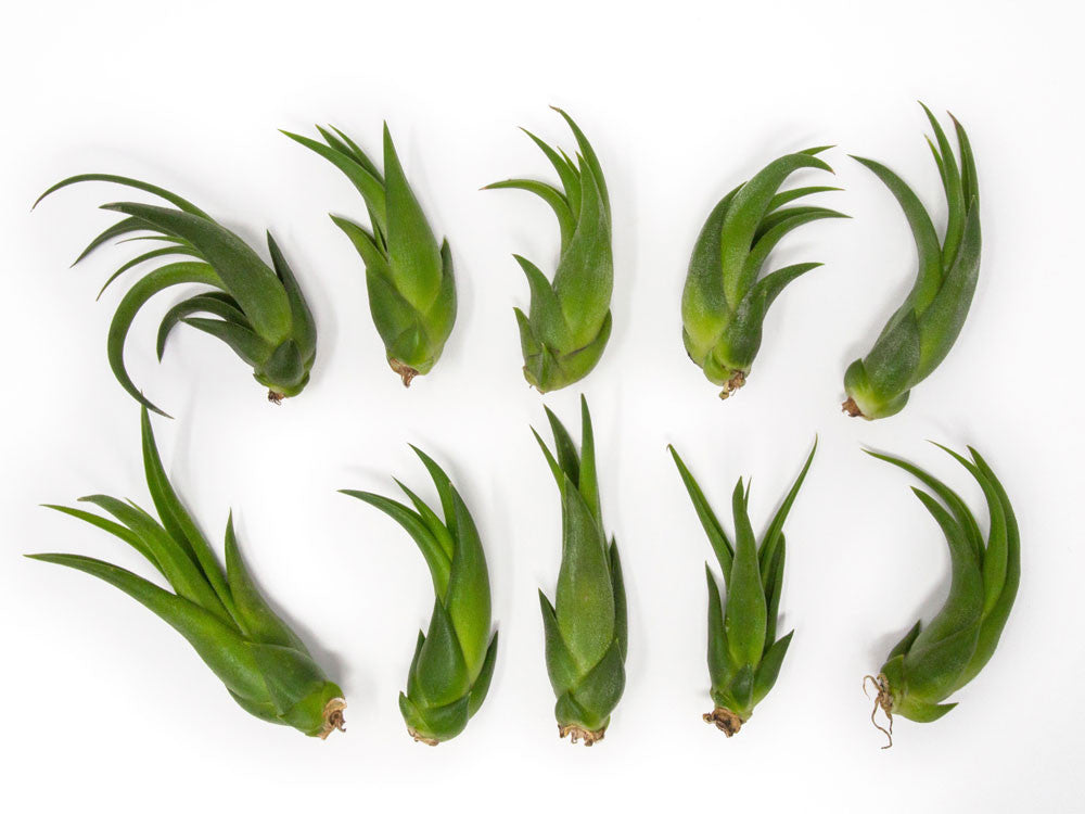 Ionantha Scaposa Tillandsia Air Plants