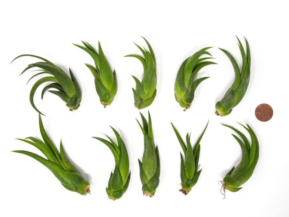 Ionantha Scaposa Tillandsia Air Plants - Thumbnail 4