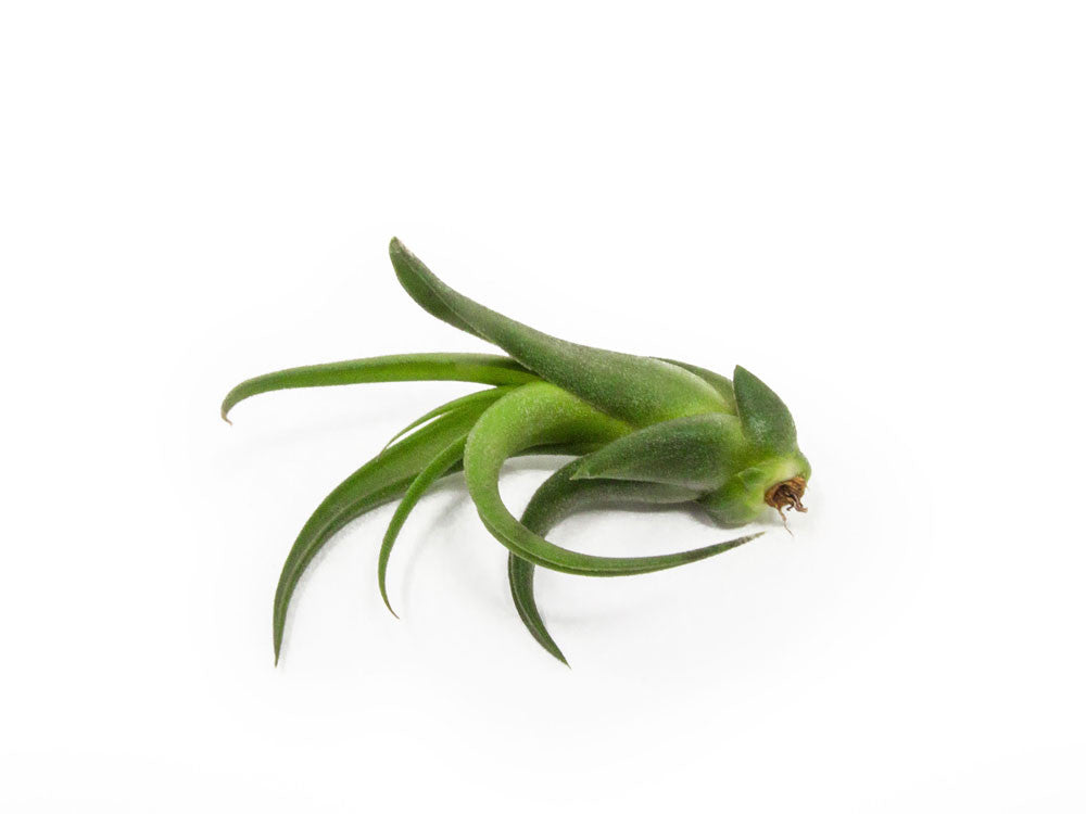 Ionantha Scaposa Tillandsia Air Plants