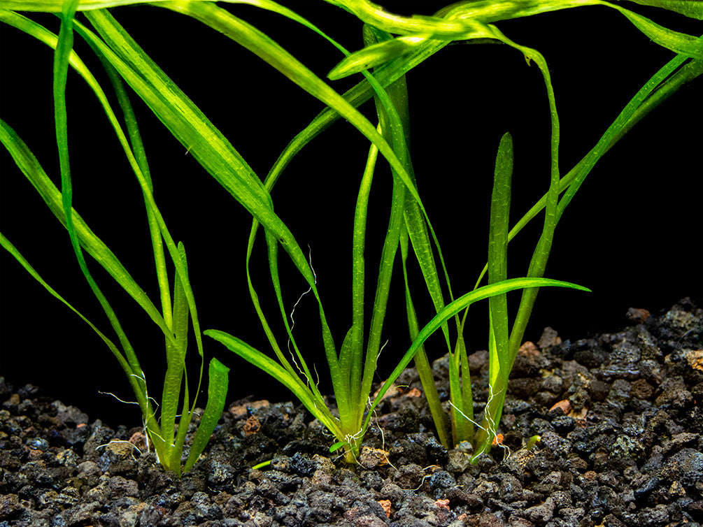 Italian Vallisneria (Vallisneria spiralis), Bare Root