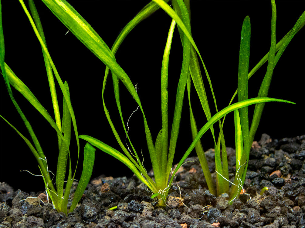 Italian Vallisneria (Vallisneria spiralis), Bare Root