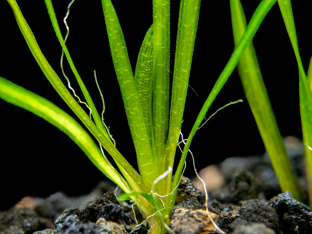 Italian Vallisneria (Vallisneria spiralis), Bare Root