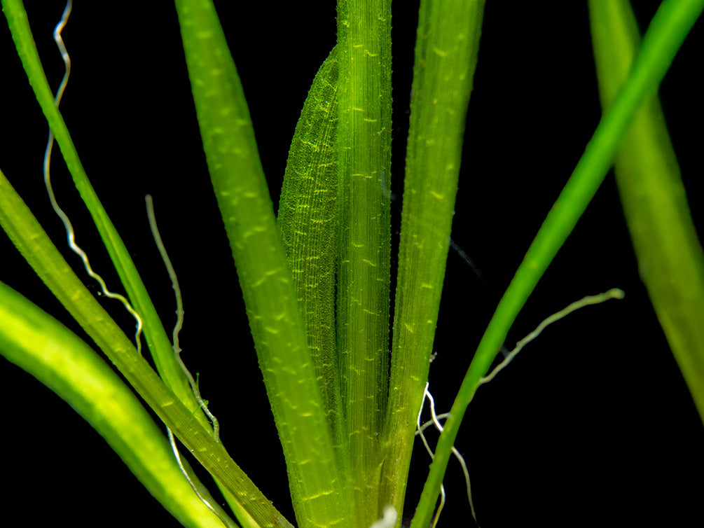 Italian Vallisneria (Vallisneria spiralis), Bare Root