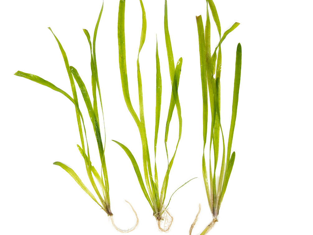 Italian Vallisneria (Vallisneria spiralis), Bare Root