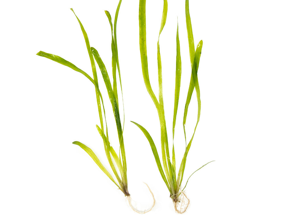 Italian Vallisneria (Vallisneria spiralis), Bare Root