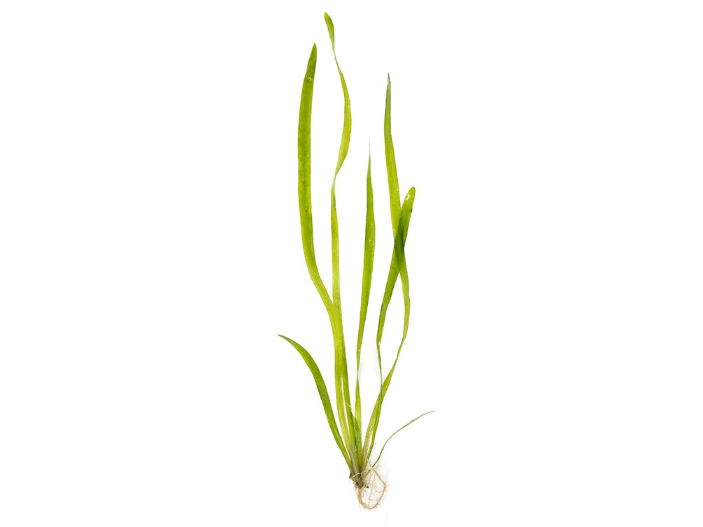 Italian Vallisneria (Vallisneria spiralis), Bare Root