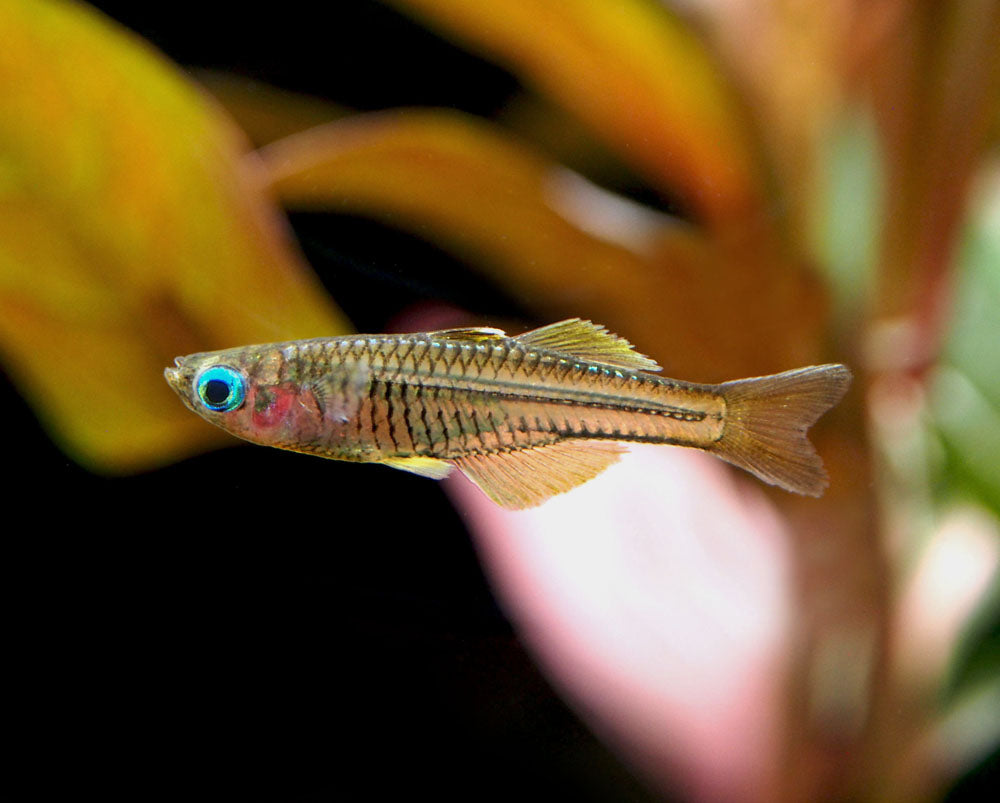 Ivantsoff's Blue Eye Rainbowfish (Pseudomugil ivantsoffi) - Tank-Bred!