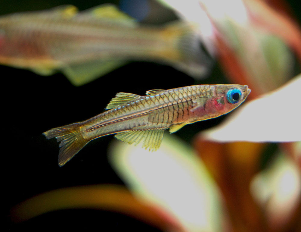 Ivantsoff's Blue Eye Rainbowfish (Pseudomugil ivantsoffi) - Tank-Bred!