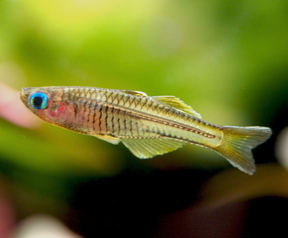 Ivantsoff's Blue Eye Rainbowfish (Pseudomugil ivantsoffi) - Tank-Bred!