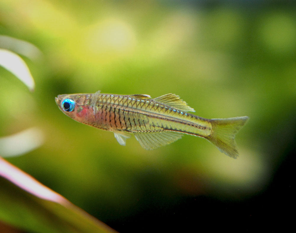 Ivantsoff's Blue Eye Rainbowfish (Pseudomugil ivantsoffi) - Tank-Bred!