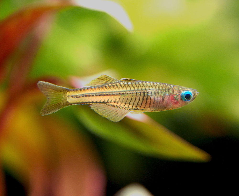 Ivantsoff's Blue Eye Rainbowfish (Pseudomugil ivantsoffi) - Tank-Bred!