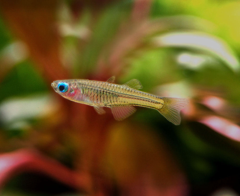 Ivantsoff's Blue Eye Rainbowfish (Pseudomugil ivantsoffi) - Tank-Bred!