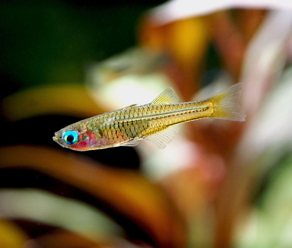 Ivantsoff's Blue Eye Rainbowfish (Pseudomugil ivantsoffi) - Tank-Bred!