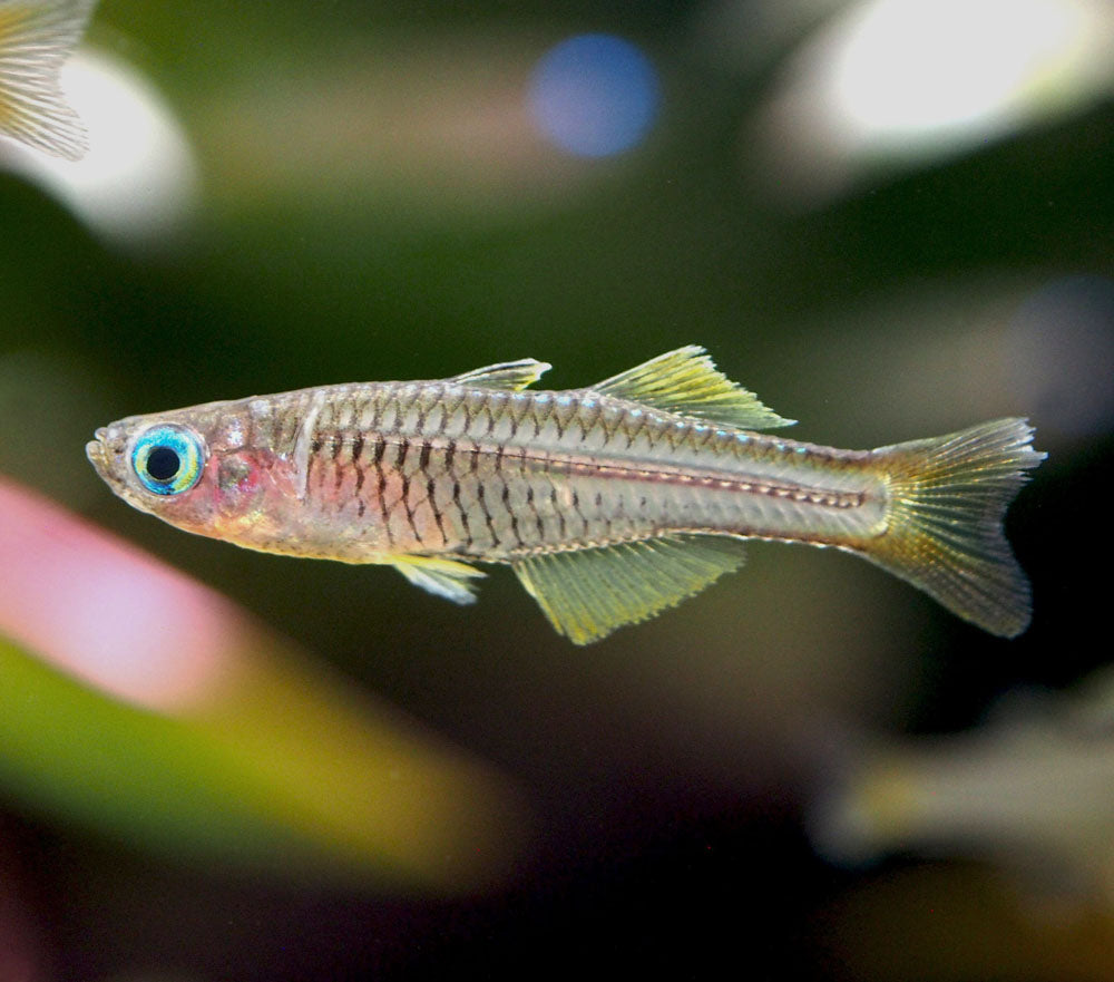 Ivantsoff's Blue Eye Rainbowfish (Pseudomugil ivantsoffi) - Tank-Bred!