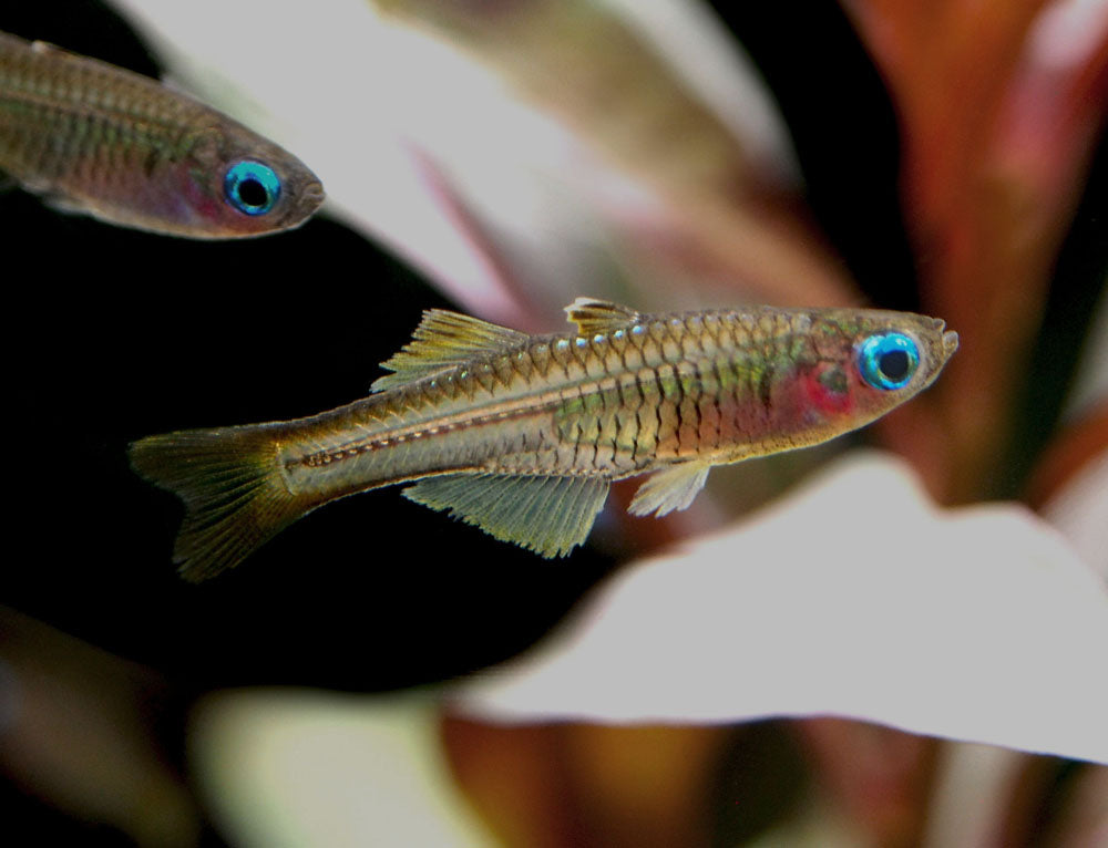 Ivantsoff's Blue Eye Rainbowfish (Pseudomugil ivantsoffi) - Tank-Bred!