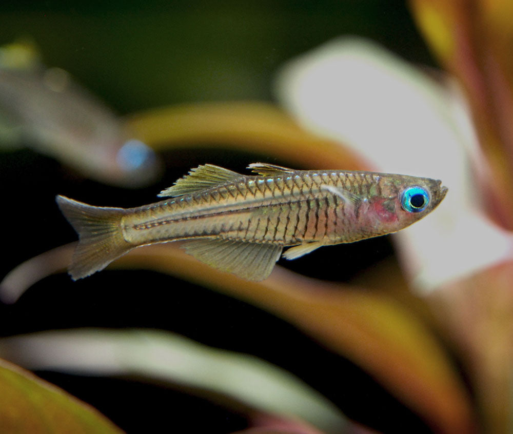 Ivantsoff's Blue Eye Rainbowfish (Pseudomugil ivantsoffi) - Tank-Bred!