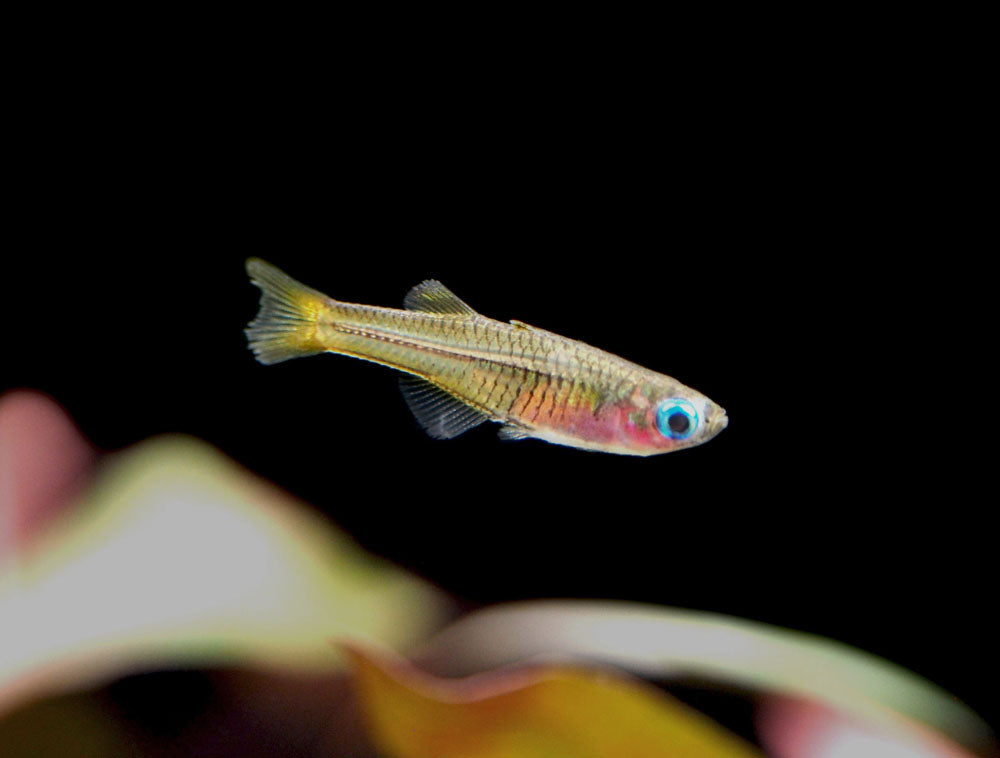 Ivantsoff's Blue Eye Rainbowfish (Pseudomugil ivantsoffi) - Tank-Bred!