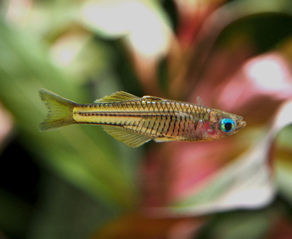 Ivantsoff's Blue Eye Rainbowfish (Pseudomugil ivantsoffi) - Tank-Bred!