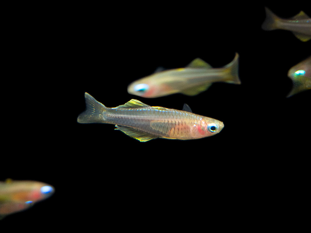 Ivantsoff Blue Eye Rainbowfish (Pseudomugil ivantsoffi) - Aquatic Arts