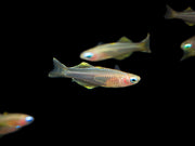 Ivantsoff's Blue Eye Rainbowfish (Pseudomugil ivantsoffi) - Tank-Bred!