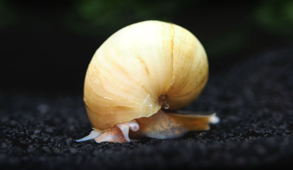 Deluxe Multi-Color Mystery Snail COMBO PACK - Aquatic Arts
